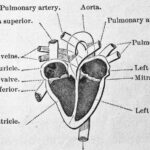 correctly label the following external anatomy of the anterior heart.