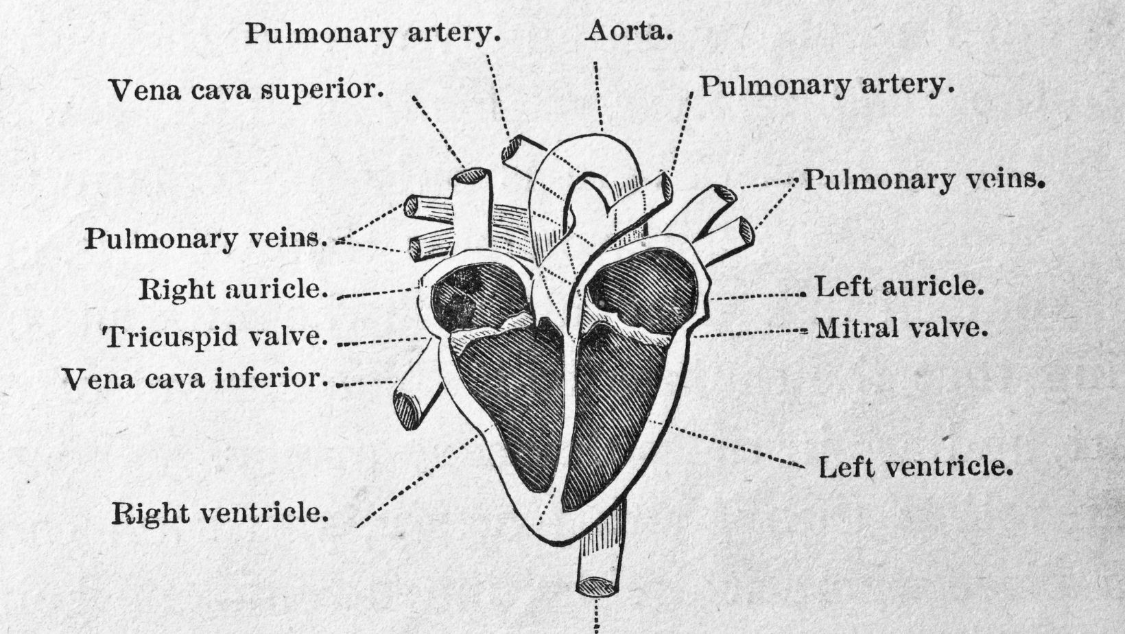 correctly label the following external anatomy of the anterior heart.